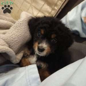 Snickers, Miniature Poodle Puppy